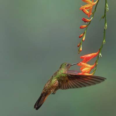 Фотограф показал красоту птиц, обитающих в Индии. Фото 