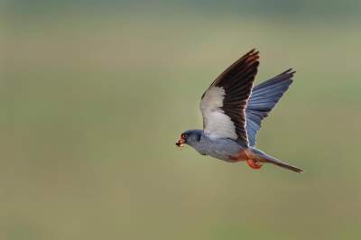Фотограф показал красоту птиц, обитающих в Индии. Фото 