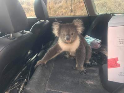 Жара заставила коалу забраться в авто с кондиционером