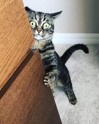 Еще один сердитый кот покорил сердца пользователей Instagram