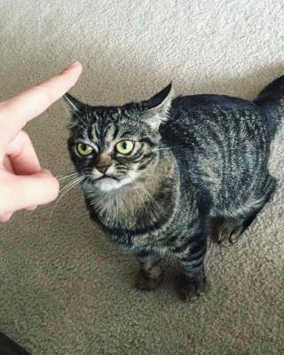 Еще один сердитый кот покорил сердца пользователей Instagram