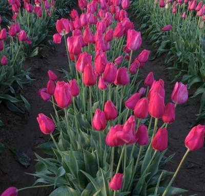 В голландском Королевском парке расцвели тюльпаны. Фото