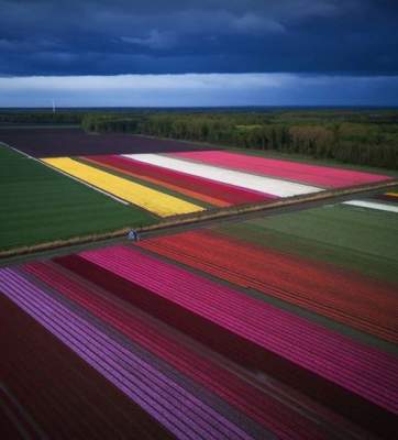 В голландском Королевском парке расцвели тюльпаны. Фото
