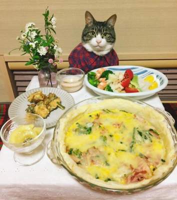 Кот за ужином: забавные фотки покорили Instagram 