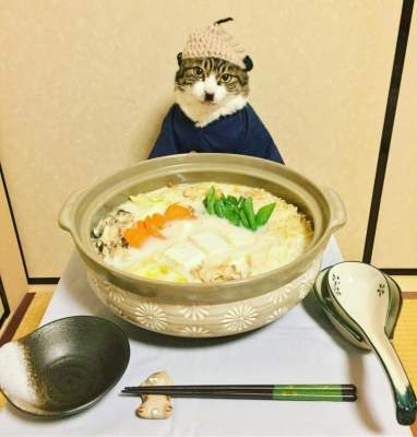 Кот за ужином: забавные фотки покорили Instagram 