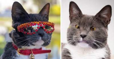 Кошка, путешествующая в очках, стала звездой Сети