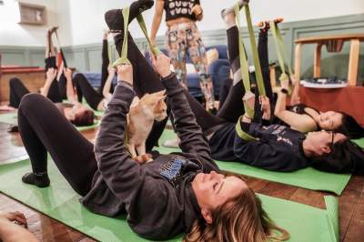 Жителей Нью-Йорка покорила йога с кошками. Фото