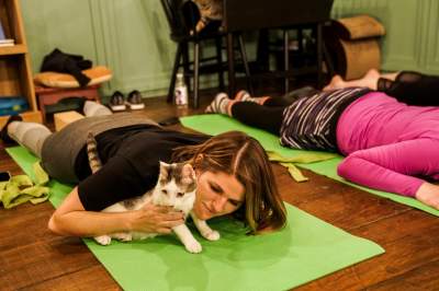 Жителей Нью-Йорка покорила йога с кошками. Фото