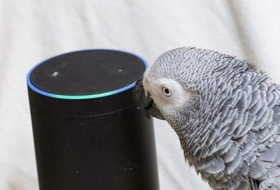 В Британии попугай научился делать покупки через Интернет