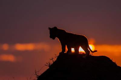Фотограф исколесил Африку в поисках красивых закатов. Фото