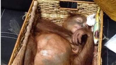 На Бали россиянин попытался вывезти из страны орангутанга в чемодане
