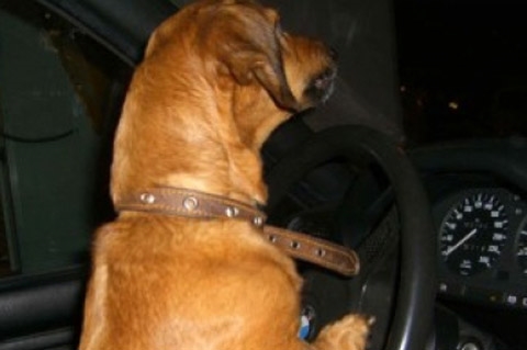 В США усевшаяся за руль автомобиля собака сбила пешехода