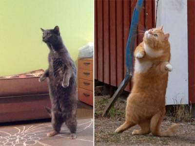 Забавные коты, умеющие ходить на задних лапках