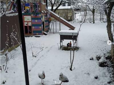 Киевляне делятся зрелищными снимками снежного марта. Фото