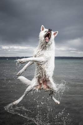 Фотограф покорил Instagram снимками собаки в воде. Фото