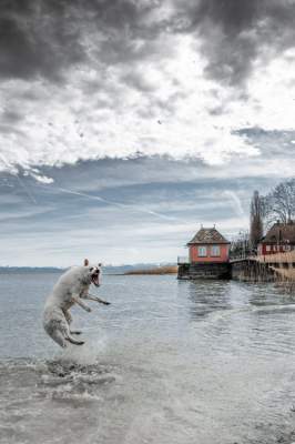 Фотограф покорил Instagram снимками собаки в воде. Фото