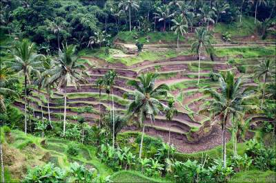 Огромные рисовые террасы острова Бали. Фото