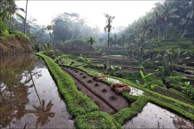 Огромные рисовые террасы острова Бали. Фото