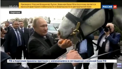 Знакомство Путина со скакуном подняли на смех