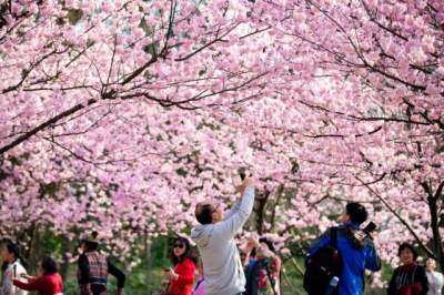 В Японии расцвела сакура: яркие снимки. Фото