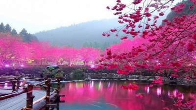 В Японии расцвела сакура: яркие снимки. Фото