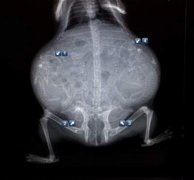 Беременных животных показали на рентгеновских снимках. Фото