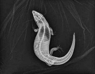 Беременных животных показали на рентгеновских снимках. Фото