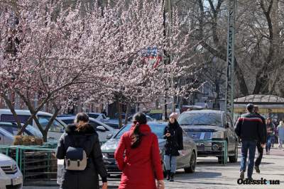 В Одессу пришла настоящая весна. Фото