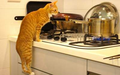 Забавные доказательства того, что коты невероятно полезны в хозяйстве 