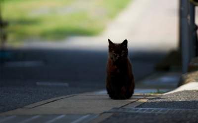 Забавные доказательства того, что коты невероятно полезны в хозяйстве 