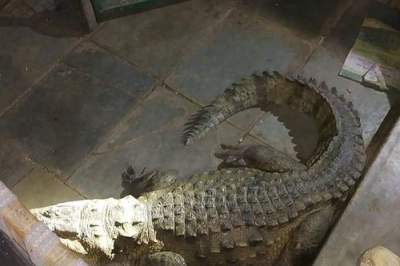 Монстр под кроватью: крокодил нашел странное место, чтобы отложить яйца