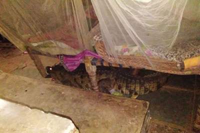 Монстр под кроватью: крокодил нашел странное место, чтобы отложить яйца