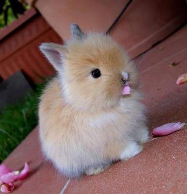 Забавные причины считать кроликов самыми милыми созданиями