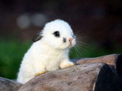 Забавные причины считать кроликов самыми милыми созданиями
