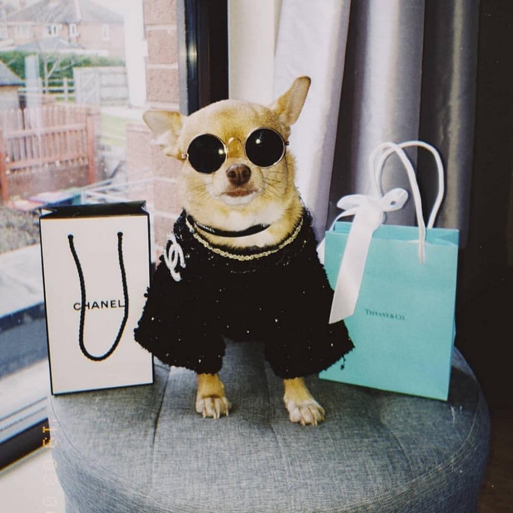 Rich Dogs Of Instagram: о жизни состоятельных собак