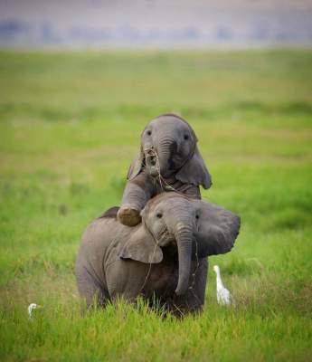 Фотографу удалось заснять игры маленьких слонят. Фото