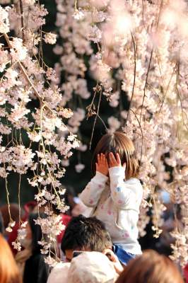 Ради этого весной в Японию массово съезжаются туристы. Фото
