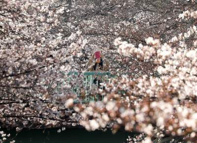 Ради этого весной в Японию массово съезжаются туристы. Фото