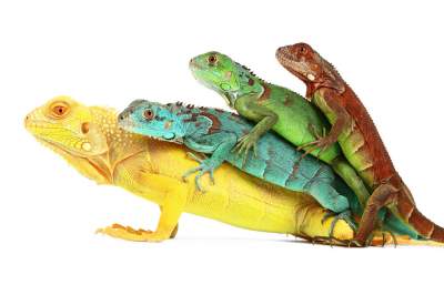 Фотограф показал красоту разных рептилий. Фото