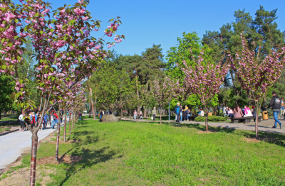 Где в Украине можно полюбоваться цветущей сакурой. Фото
