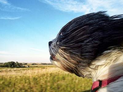 Забавные снимки собак, держащих нос по ветру. Фото