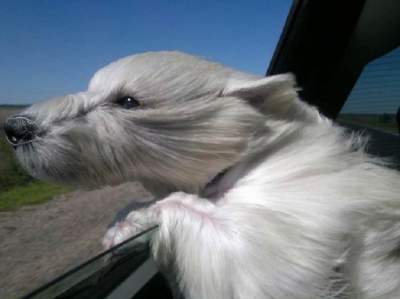 Забавные снимки собак, держащих нос по ветру. Фото