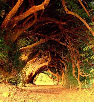 Красивейшие живые туннели из деревьев. Фото