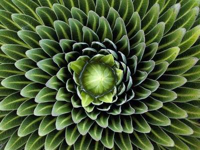 Поразительная симметрия в растительном мире. Фото