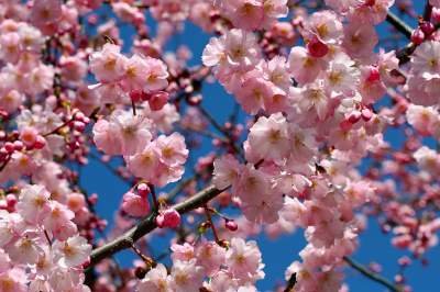 Цветение сакуры в Японии в ярких снимках. Фото