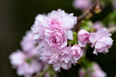 Цветение сакуры в Японии в ярких снимках. Фото