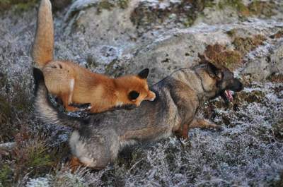 Невероятная дружба лиса и охотничьей собаки. Фото