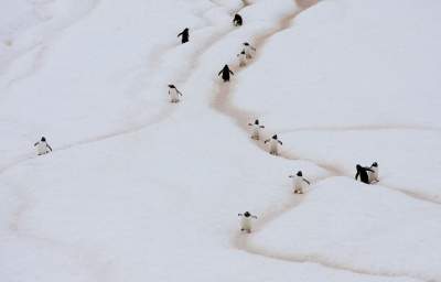 Жизнь пингвинов в дикой природе. Фото