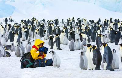 Жизнь пингвинов в дикой природе. Фото