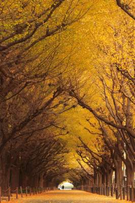Красивейшие живые туннели из деревьев. Фото